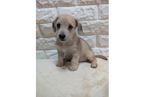 販売中の宮崎県のミックス犬-395640の2枚目