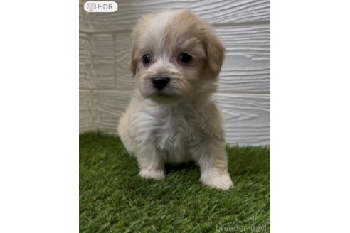 販売中の埼玉県のマルックス:マルチーズ×ミニチュアダックスフンド-394329の2枚目