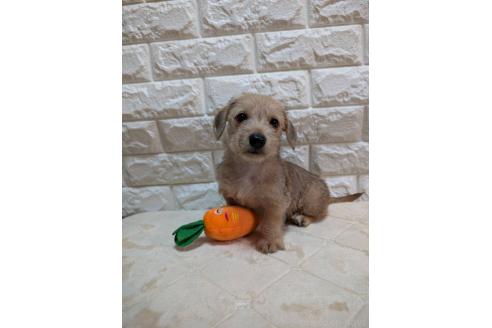 販売中の宮崎県のミックス犬-395641の6枚目