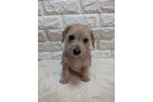 販売中の宮崎県のミックス犬-395641の5枚目