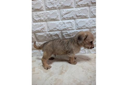 販売中の宮崎県のミックス犬-395641の4枚目