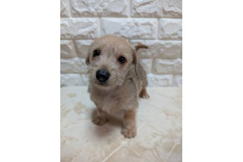 販売中の宮崎県のミックス犬-395641の1枚目