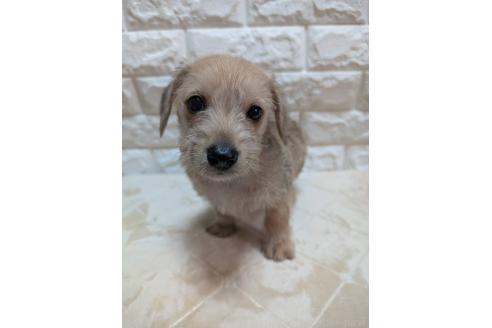 販売中の宮崎県のミックス犬-395641の3枚目