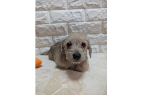 販売中の宮崎県のミックス犬-395641の2枚目