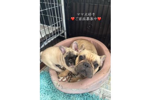 販売中の三重県のフレンチブルドッグ-389649の2枚目