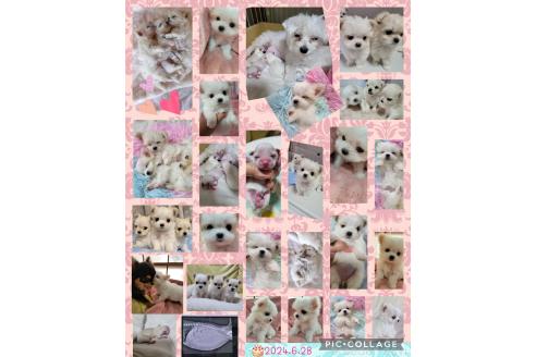 成約済の千葉県のチワマル:チワワ×マルチーズ-330053の2枚目