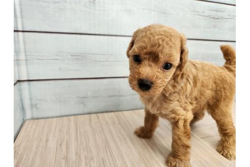 販売中の茨城県のタイニープードル-395652の2枚目
