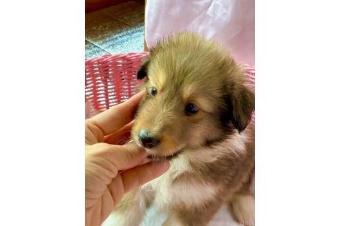 販売中の静岡県のシェットランドシープドッグ(シェルティ)-393245の3枚目