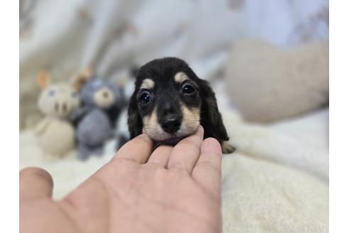 販売中の香川県のカニンヘンダックスフンド(ロングヘアード)-395658の17枚目