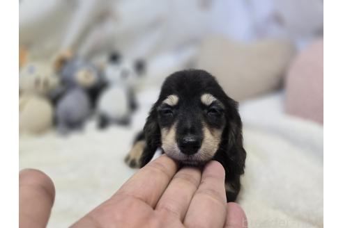 販売中の香川県のカニンヘンダックスフンド(ロングヘアード)-395658の5枚目