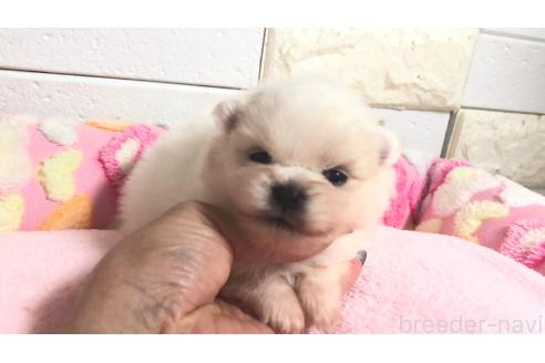 販売中の埼玉県のポメラニアン-396245の1枚目