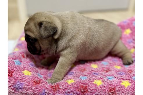 販売中の山口県のパグ-395668の4枚目