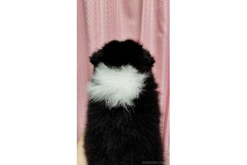 販売中の神奈川県のシェットランドシープドッグ(シェルティ)-395672の3枚目