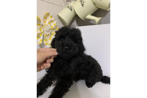 販売中の千葉県のミディアムプードル-386884の5枚目