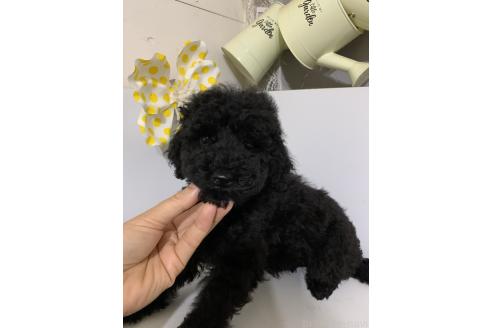販売中の千葉県のミディアムプードル-386884の4枚目