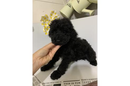 販売中の千葉県のミディアムプードル-386884の2枚目