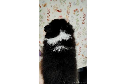 販売中の神奈川県のシェットランドシープドッグ(シェルティ)-395673の2枚目