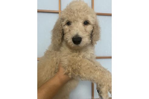 成約済の愛知県のスタンダードプードル-393915の3枚目
