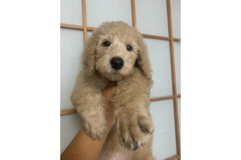 成約済の愛知県のスタンダードプードル-393914の1枚目