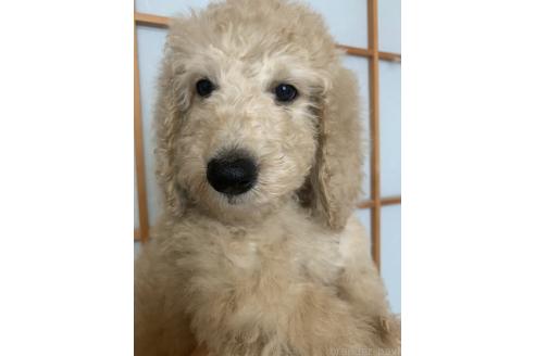 販売中の愛知県のスタンダードプードル-393916の4枚目
