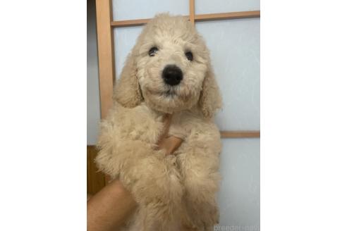 成約済の愛知県のスタンダードプードル-393906