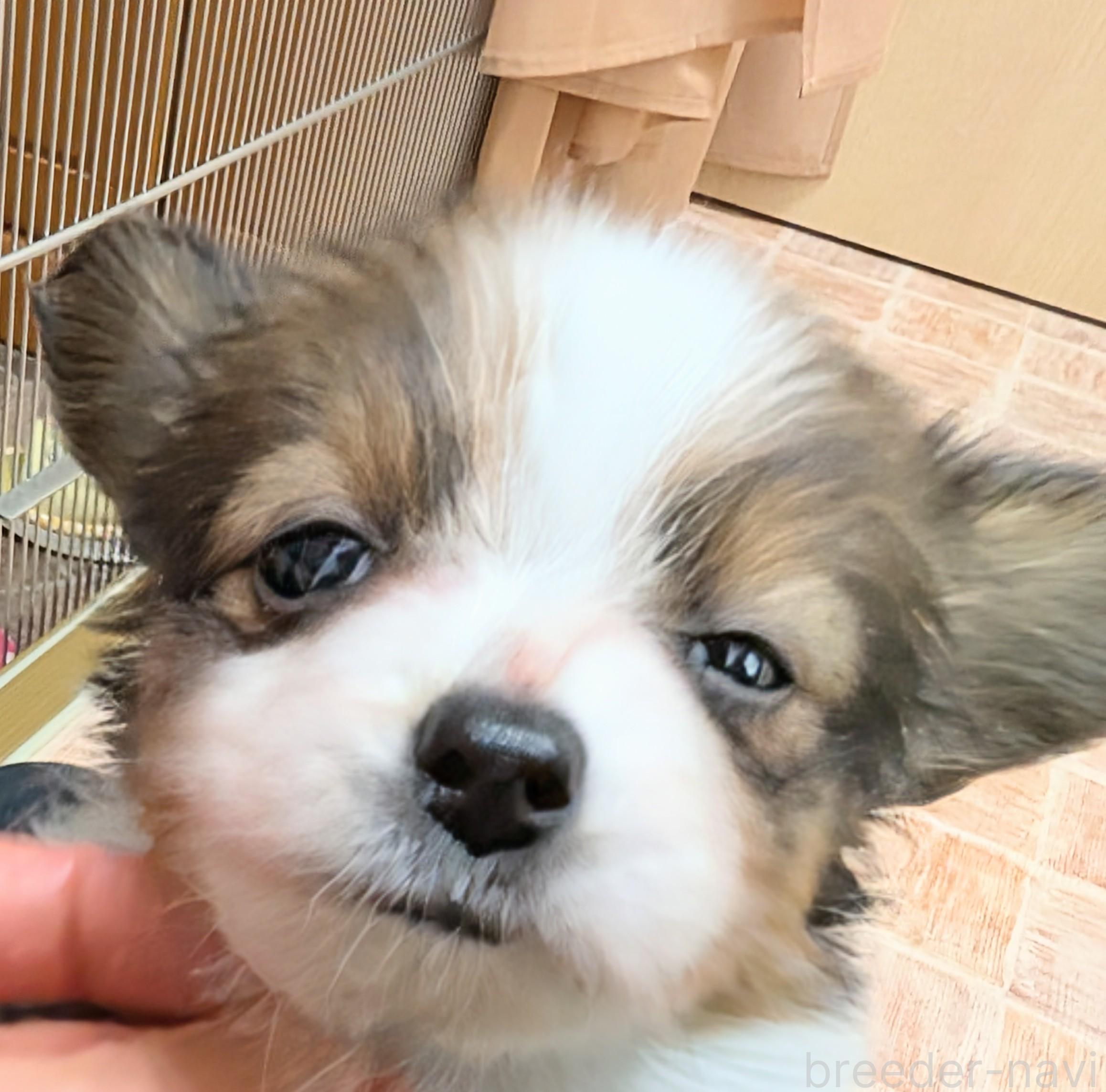 成約済の宮崎県のパピヨン-394176の6枚目
