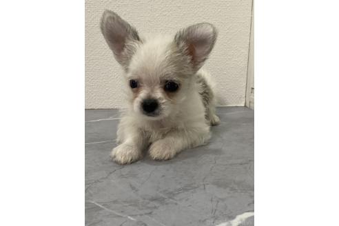 販売中の宮崎県のミックス犬-395688の3枚目