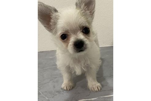 販売中の宮崎県のミックス犬-395688の1枚目
