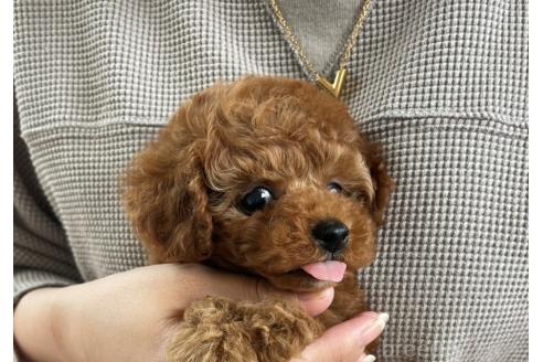 販売中の長崎県のタイニープードル-395695の5枚目