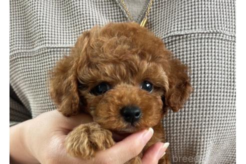 販売中の長崎県のタイニープードル-395695の3枚目