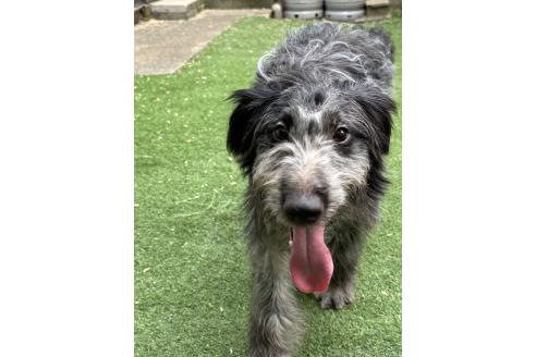 販売中の青森県のミックス犬-354979の4枚目
