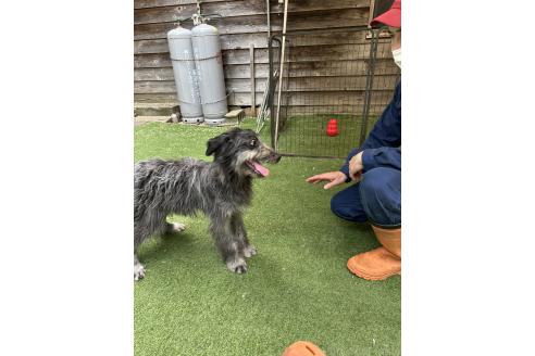 販売中の青森県のミックス犬-354979の3枚目