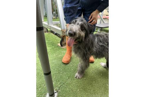 販売中の青森県のミックス犬-354979の2枚目