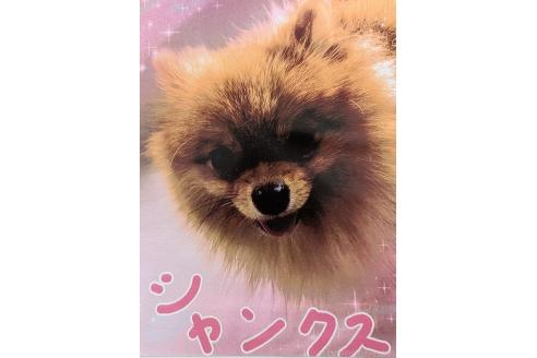 シャンクスくん1枚目