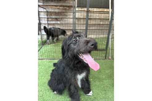 成約済の青森県のミックス犬-354985の6枚目