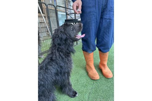 成約済の青森県のミックス犬-354985の5枚目