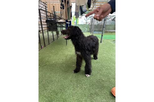 成約済の青森県のミックス犬-354985の2枚目