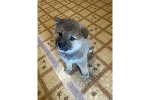 販売中の茨城県の柴犬-395727の5枚目