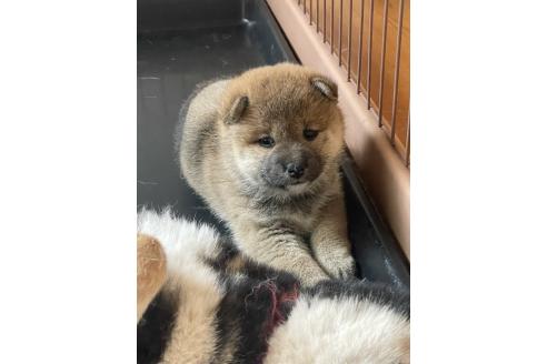 販売中の茨城県の柴犬-395727の3枚目