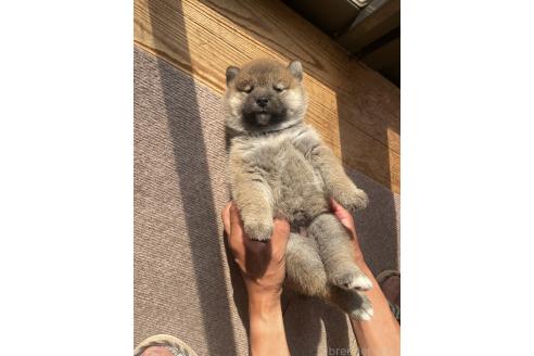 販売中の茨城県の柴犬-395727の2枚目