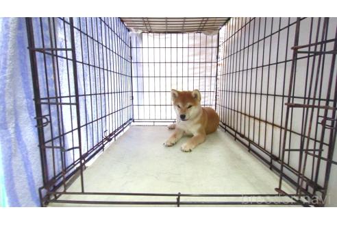 成約済の茨城県の柴犬-395728の1枚目