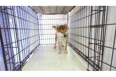 成約済の茨城県の柴犬-395728の4枚目