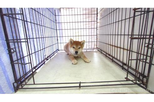 成約済の茨城県の柴犬-395728の3枚目