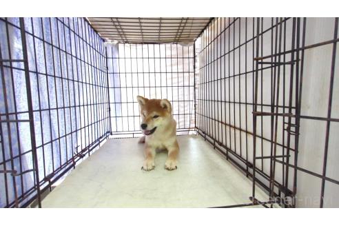成約済の茨城県の柴犬-395728の2枚目
