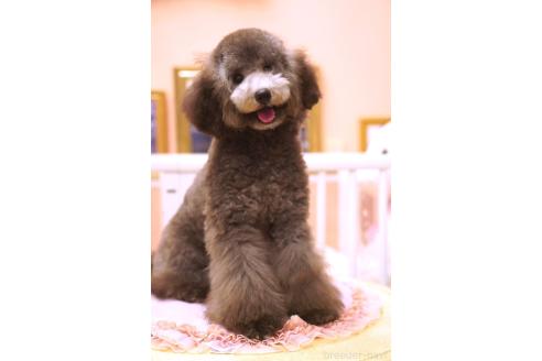 成約済の大阪府のトイプードル-395735の2枚目