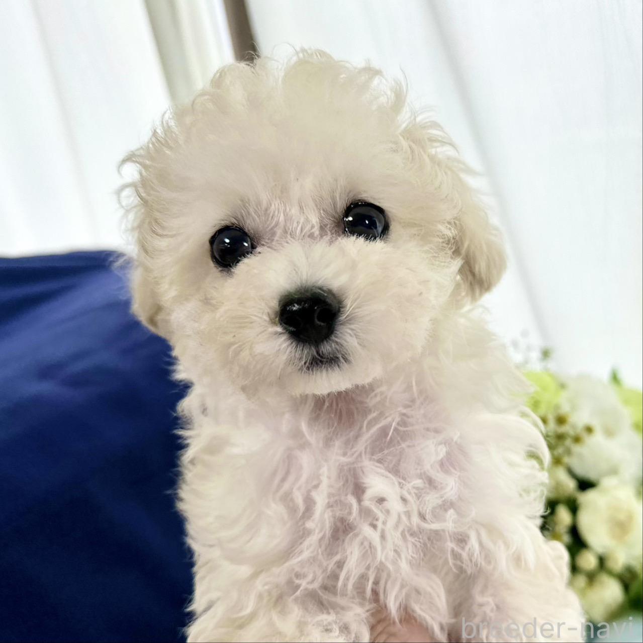 販売中の山口県のティーカッププードル-395737