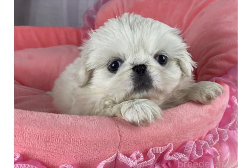 販売中の茨城県のペキニーズ-395746の4枚目