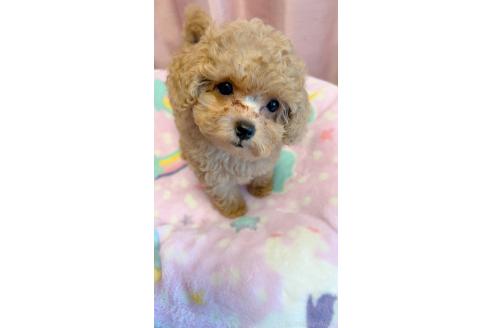 販売中の千葉県のタイニープードル-395748の4枚目