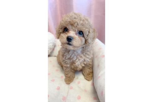 販売中の千葉県のタイニープードル-395748の2枚目