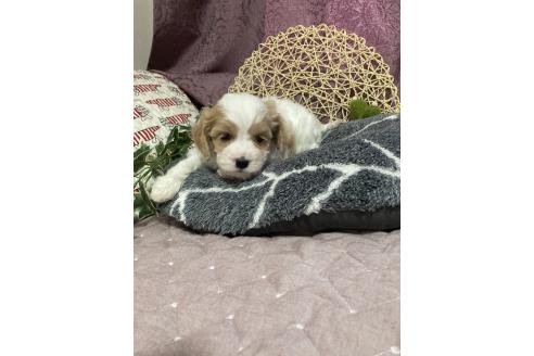 販売中の山形県のキャバマル:キャバリア×マルチーズ-395762の6枚目